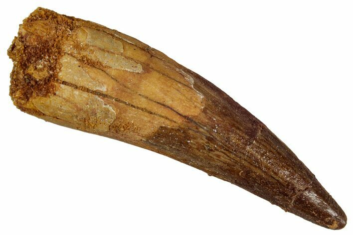 Fossil Spinosaurus Tooth - Real Dinosaur Tooth #354781
